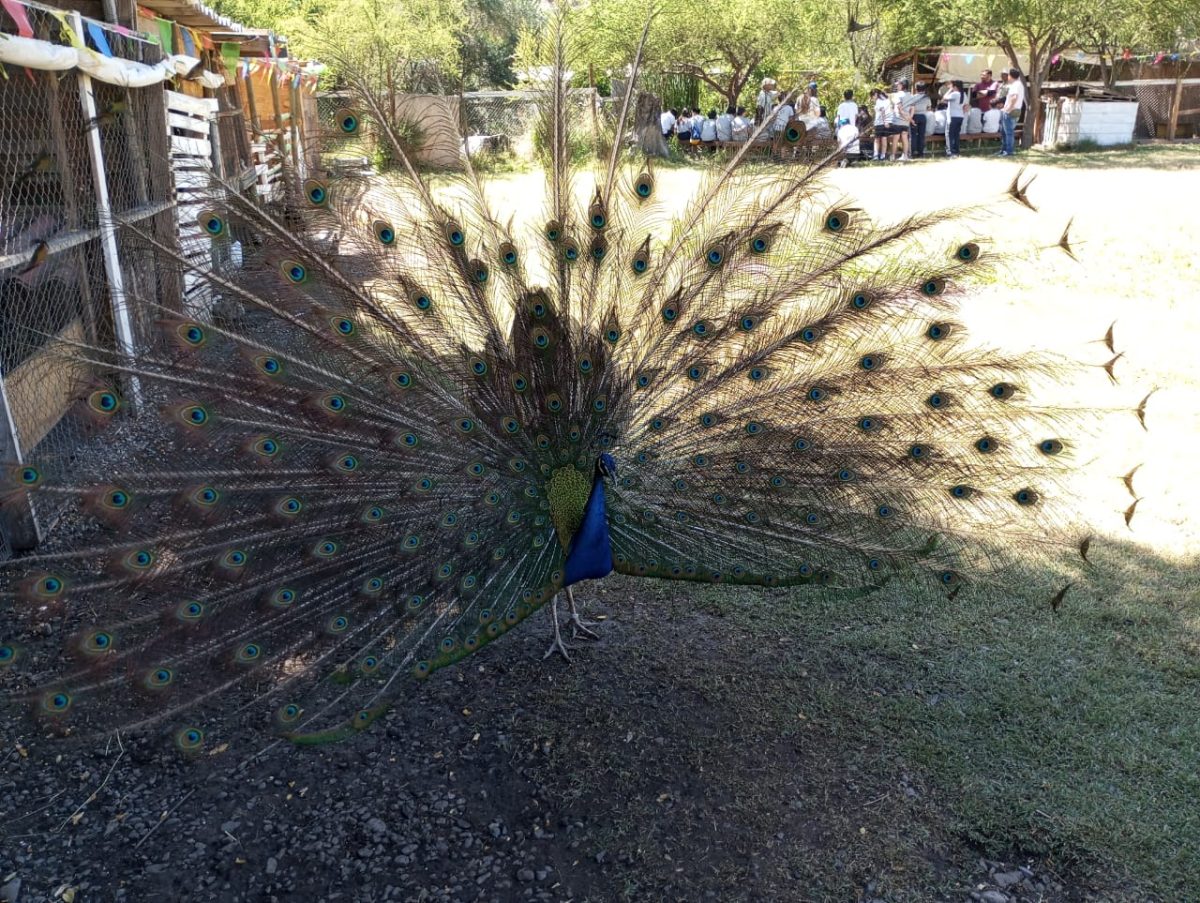 Visita Granja Educativa