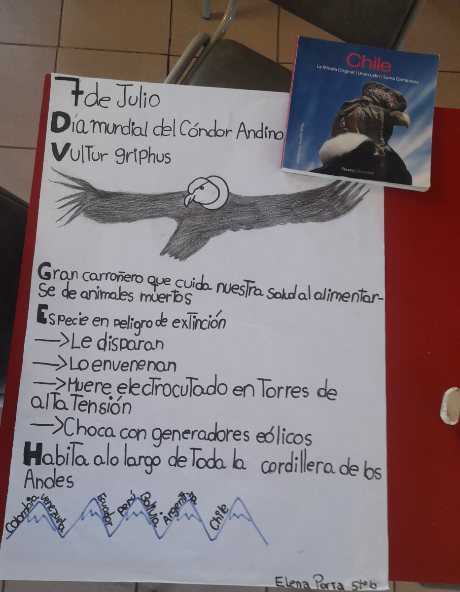 🏔️🪶 7 de julio día mundial del cóndor andino (Vultur Griphus)