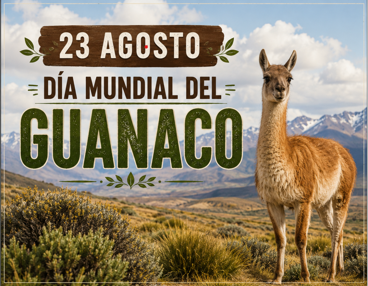 🏔️📸23 de agosto – Día mundial del guanaco (Lama guanicoe)