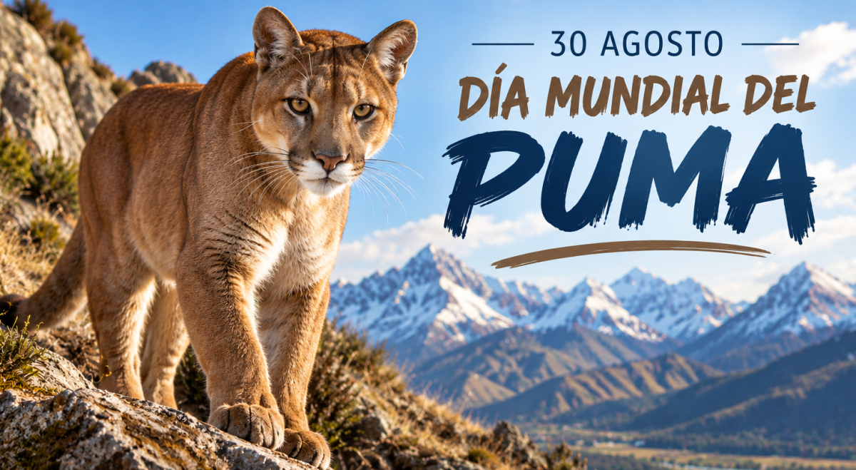 😺📷 30 de agosto Día mundial del puma (Puma concolor)